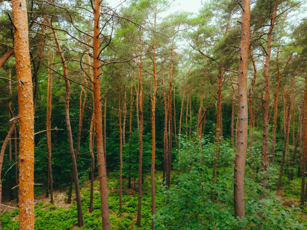 vista aerea bosque